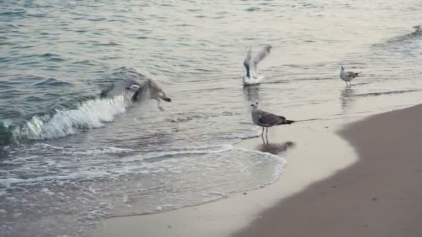 海鸥在海滩海岸线 — 图库视频影像