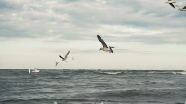 Deniz kıyı şeridi sahil martı