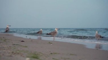 Pasifik deniz yüzeyi ile martılar