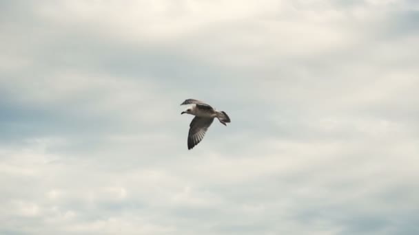 Gaivotas na praia costeira do mar — Vídeo de Stock