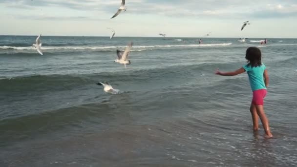 Chica alimenta gaviotas en la costa — Vídeos de Stock