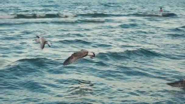 Чайки на берегу моря — стоковое видео