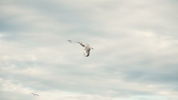 Gaviotas en la playa costera del mar — Vídeos de Stock