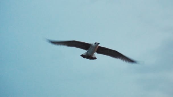 海鸥在海滩海岸线 — 图库视频影像