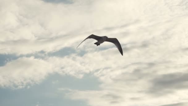 Чайки на берегу моря — стоковое видео