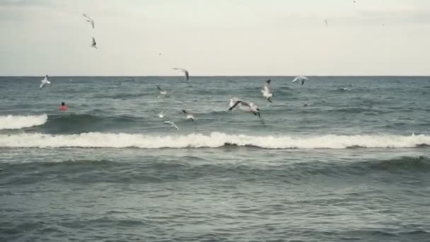 海の海岸線のビーチでのカモメ — ストック動画