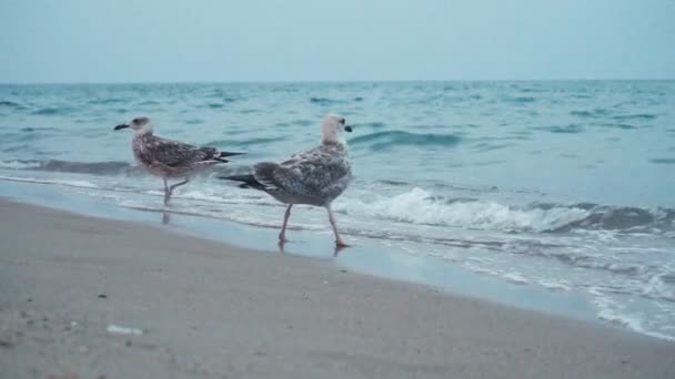 海の海岸線のビーチでのカモメ — ストック動画