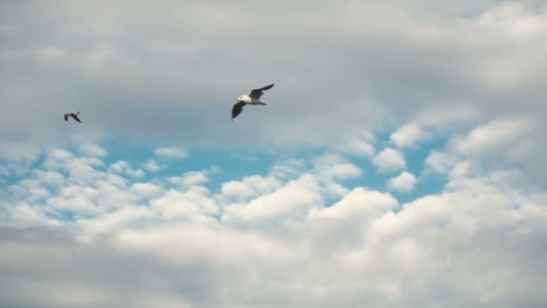 Seagulls at the sea coastline beach — Stock Video