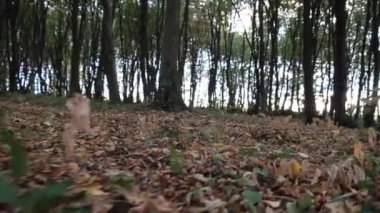 Motorcu ormandaki Bisiklete binmek