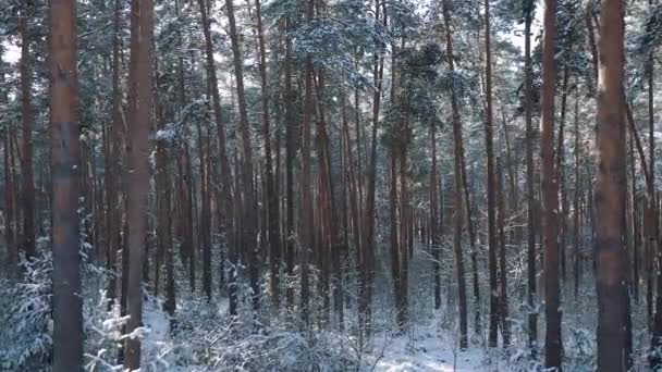 雪の森の自然景観 — ストック動画