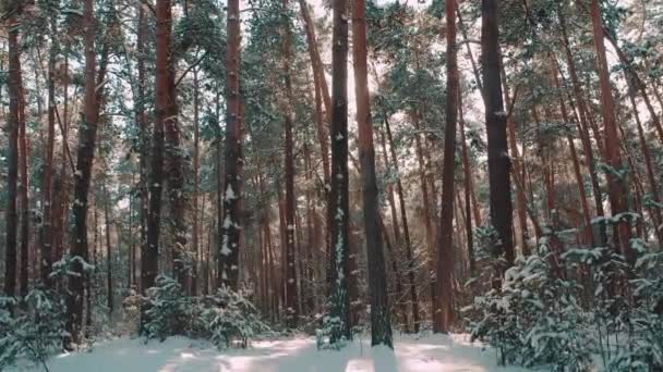 Foresta invernale con pini innevati — Video Stock