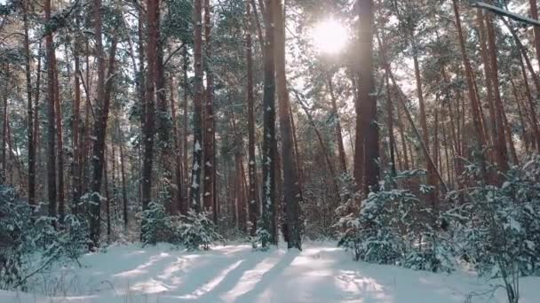 明るい朝の太陽と冬の森 — ストック動画