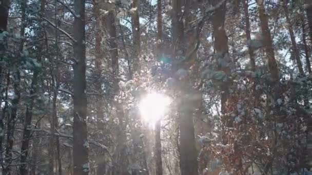 Schöne Landschaft aus schneebedecktem Wald — Stockvideo