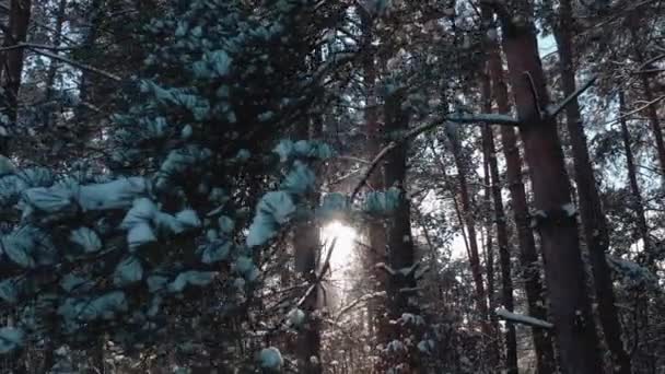 Vista incrível da floresta de coníferas de inverno — Vídeo de Stock