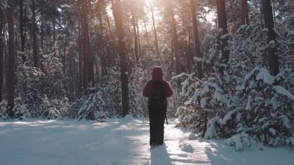 Vrouwelijke reiziger wandelen in het winterwoud — Stockvideo