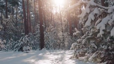 Karla kaplı kozalaklı ağaçların doğal arkaplanı