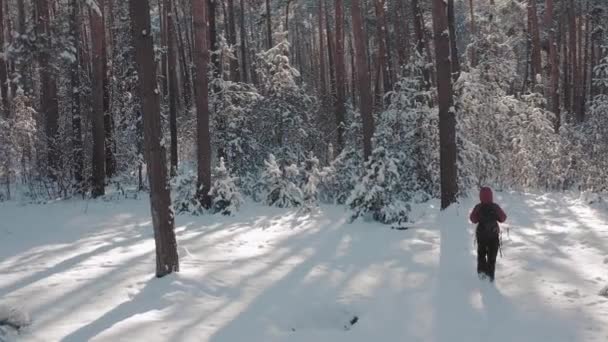 Mulher caminhando com mochila entre floresta nevada — Vídeo de Stock