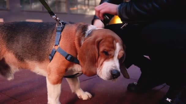 Close-up de mãos masculinas acariciando beagle ao ar livre — Vídeo de Stock