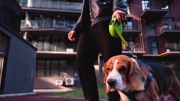 Primer plano del hombre caminando con el beagle en la correa — Vídeo de stock