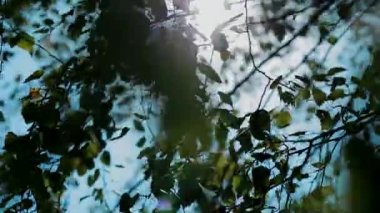 Huş ağacı yaprakları rüzgarlı güneşli