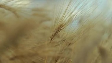 Buğday tarlası ve mavi gökyüzü