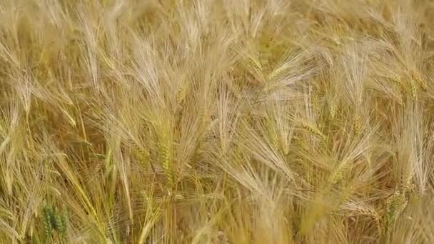 Field of wheat — Stock Video