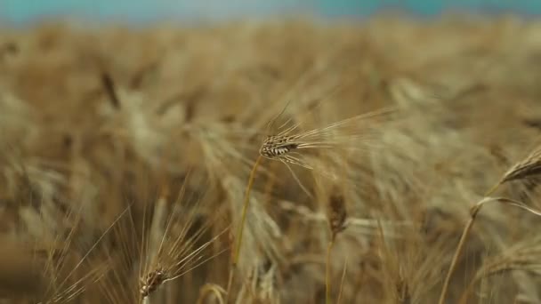 Campo de trigo y cielo azul — Vídeo de stock