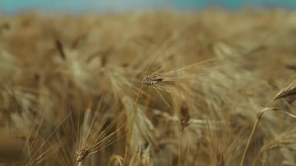 Champ de blé et ciel bleu — Video