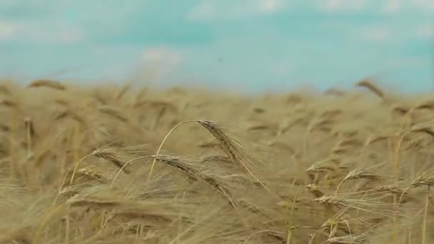 Campo de trigo y cielo azul — Vídeo de stock