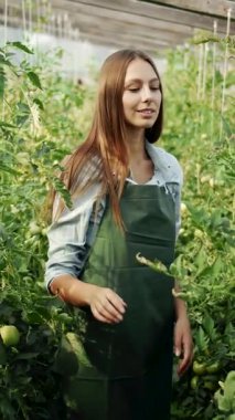 Bir kadın yeşil ve canlı bitkilerle çevrili bir serada domates bitkileriyle mutlu bir şekilde ilgilenir.