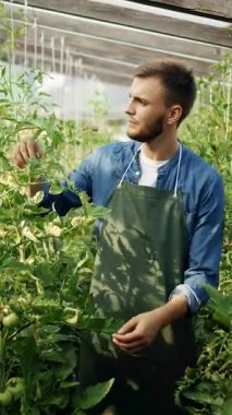 Önlük takan bir adam seradaki domates bitkilerini dikkatlice kontrol ediyor ve buduyor.