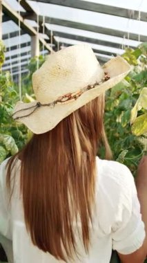 Canlı bir serada, insan güneş ışığı altındaki salatalık bitkilerini inceleyip sağlıklı bir büyüme sergiliyor.