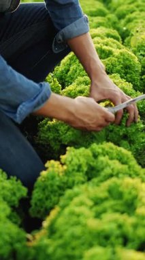 Bir adam güneşli bir tarlada taze salata topluyor ve dikkatlice doğanın bereketli yeşilliklerinin tadını çıkarıyor.