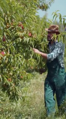 Adam gün ışığında bahçedeki şeftali bitkisinden olgun şeftali topluyor..