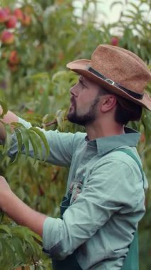 Açık havada güneşli bir günün tadını çıkarırken adam bahçede olgun şeftalileri topluyor..