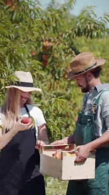 Güneşin altında şeftali toplayan iki kişinin samimi anları..