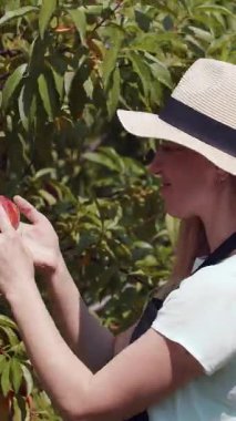Kadın ağaçtan şeftali topluyor ve doğal ışıkta meyvenin tadını çıkarıyor..