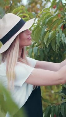 Güneşli bir günde, bir bahçedeki şeftali bitkisinden olgun şeftali toplayan bir kadın..