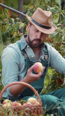 Kadın sepetten şeftali topluyor ve bahçe ortamında onların tadına bakıyor..