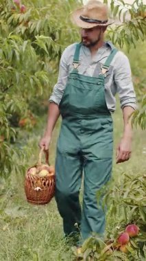 Yeşil tulumlu bir adam, parlak güneş ışığı altındaki bir bahçedeki ağaçlardan şeftali topluyor..
