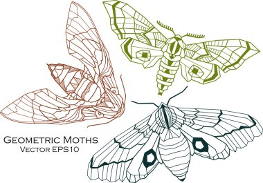 Geometric Moths Vector clipart