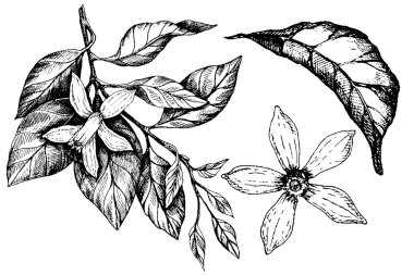 Güneşli mandalina mürekkep