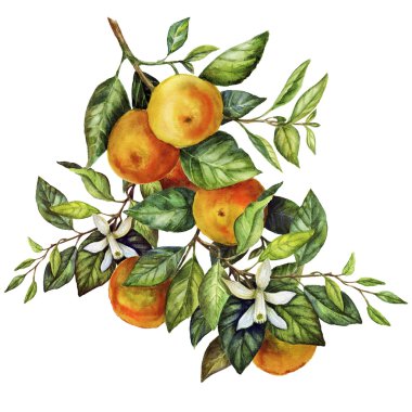 Güneşli mandalina suluboya