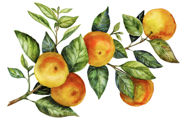 Солнечный мандариновый акварель
