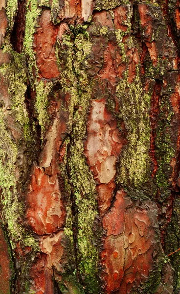 Texture di legno antico con corteccia — Foto Stock