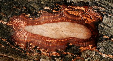 Antika ahşap kabuk dokusu