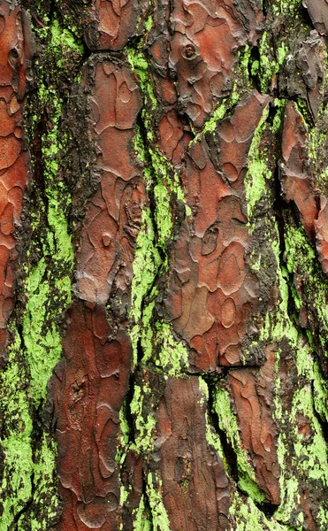 Texture di legno antico con corteccia con di muschio — Foto Stock