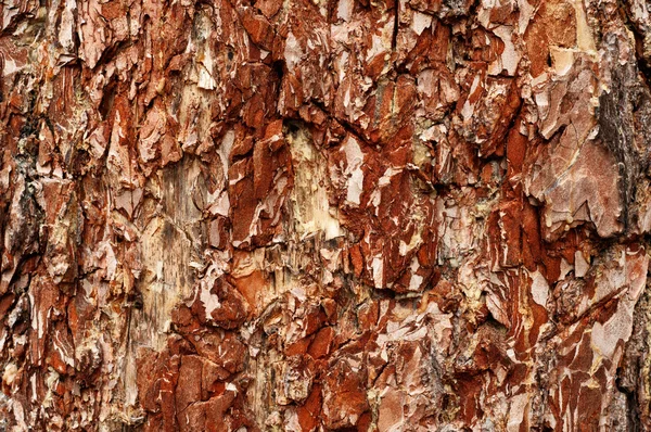Texture di legno antico con corteccia con motivo colorato — Foto Stock