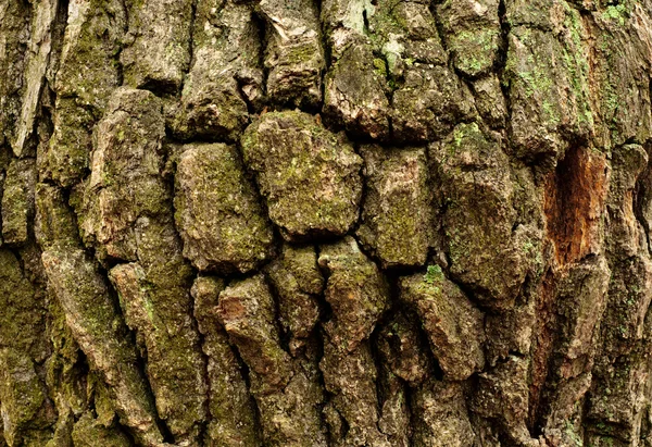 Struttura ruvida di un legno vecchio — Foto Stock