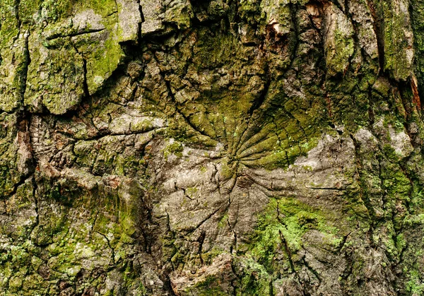 Texture di legno antico con corteccia con di muschio — Foto Stock